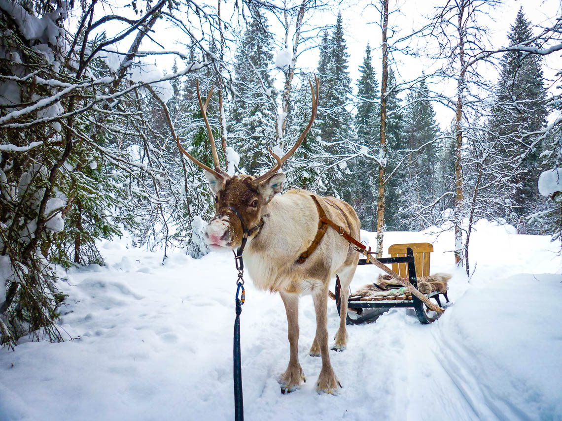 Im Wildnisdorf in Lappland Rentiere, Iglus & kein Strom