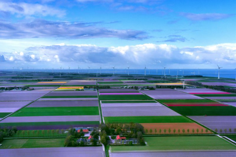 Helkopterflug über die Tulpenfelder (18)