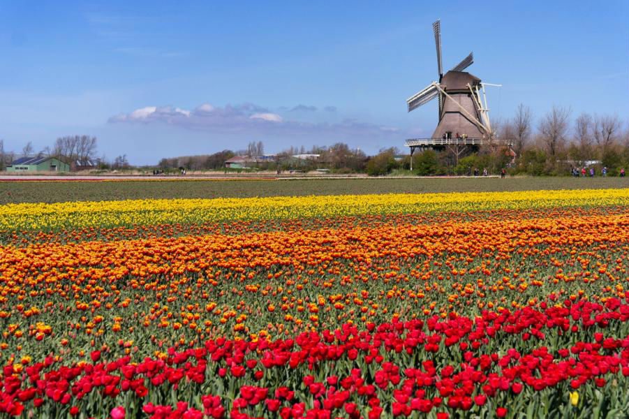 Die schönsten Ausflugsziele in Holland - Tulpenfelder
