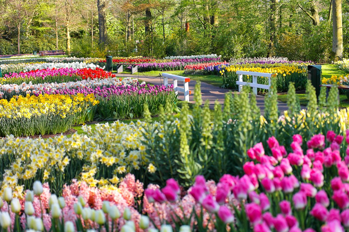 Tulpenblüte in Holland - Keukenhof