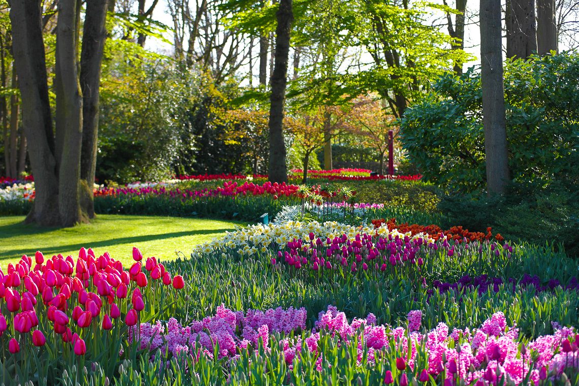 Tulpenblüte in Holland - Keukenhof