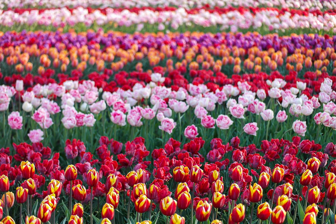 Tulpenblüte in Holland - Keukenhof