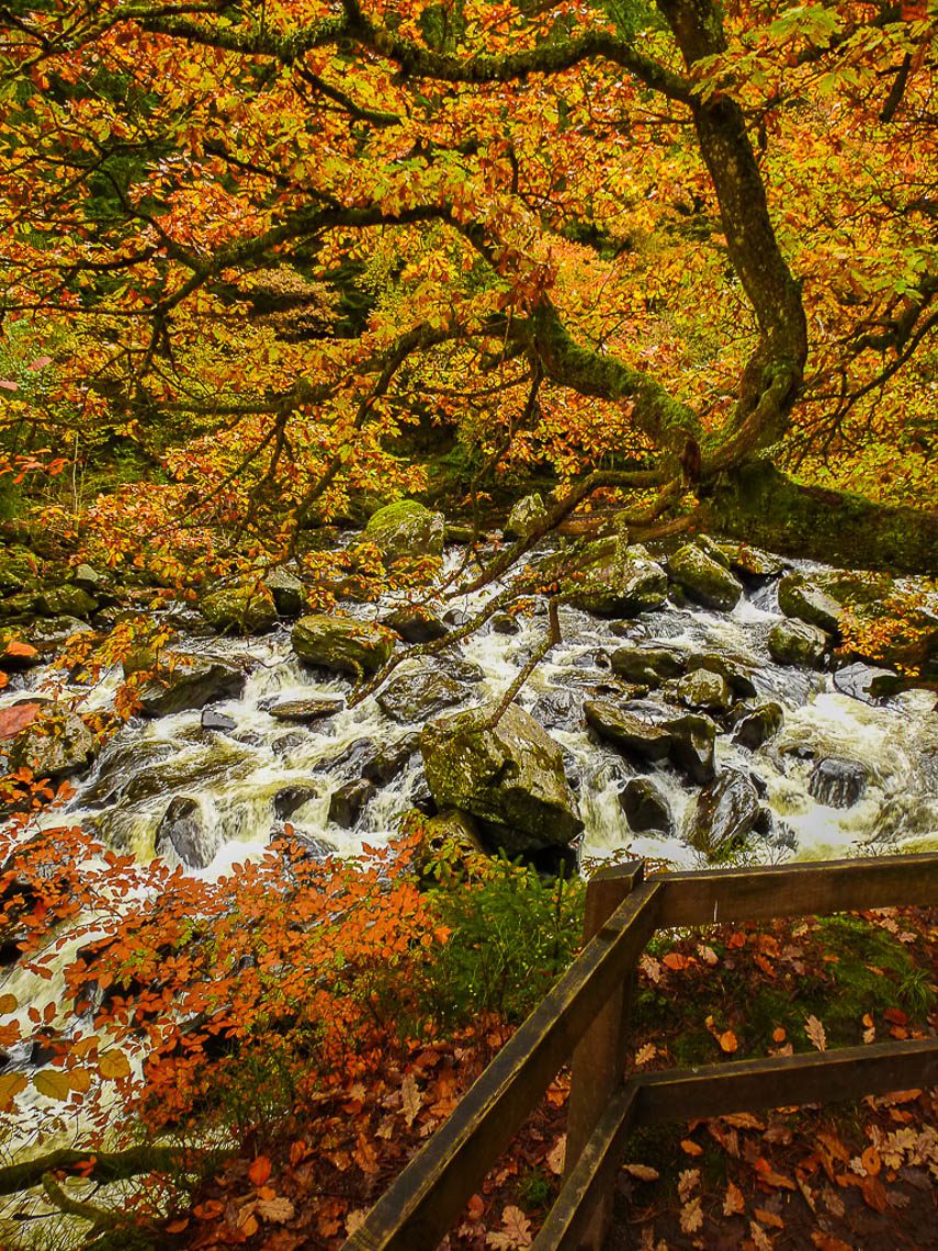Herbstwandern in Schottland - Braan Walk @ The Hermitage, Dunkeld