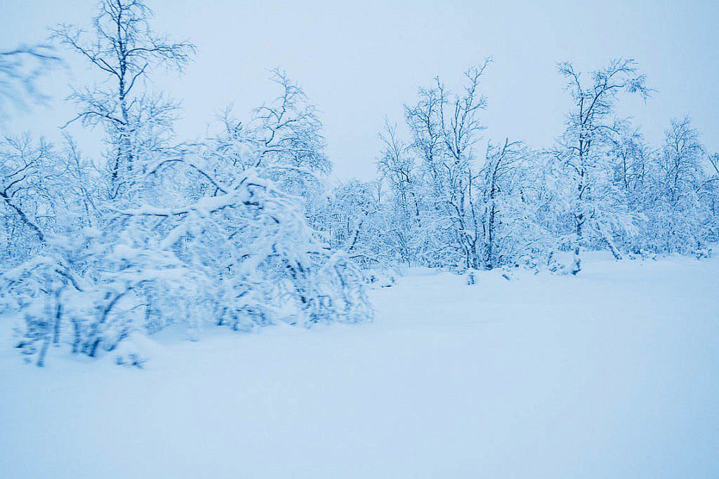 Hundeschlittentour in Lappland