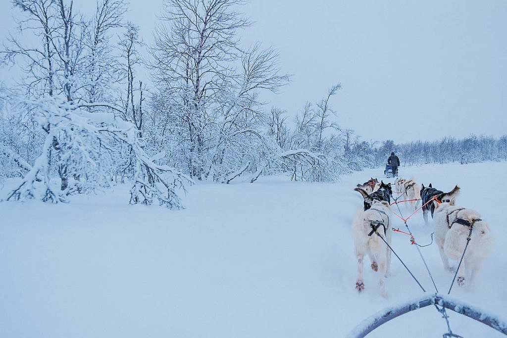 Hundeschlittentour in Lappland