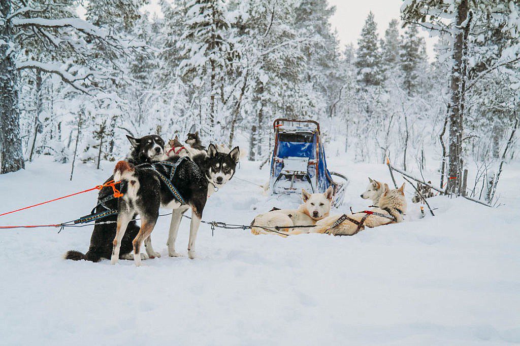 Hundeschlittentour in Lappland