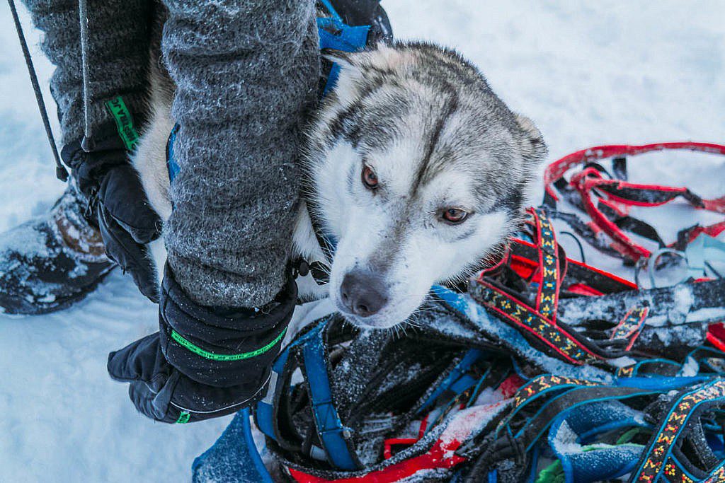 Hundeschlittentour in Lappland