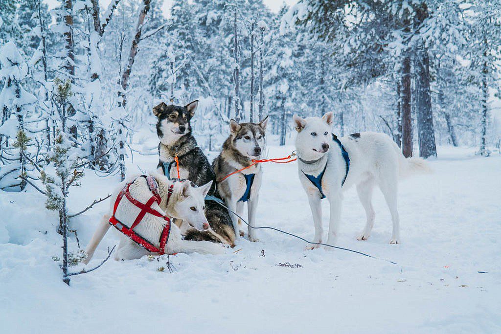 Hundeschlittentour in Lappland