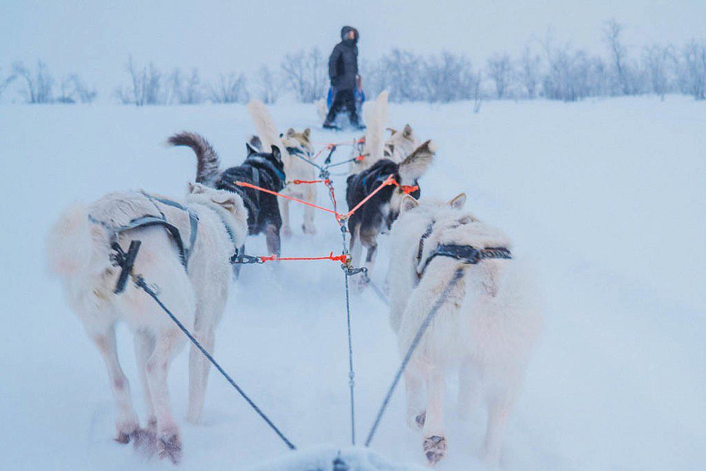 Hundeschlittentour in Lappland