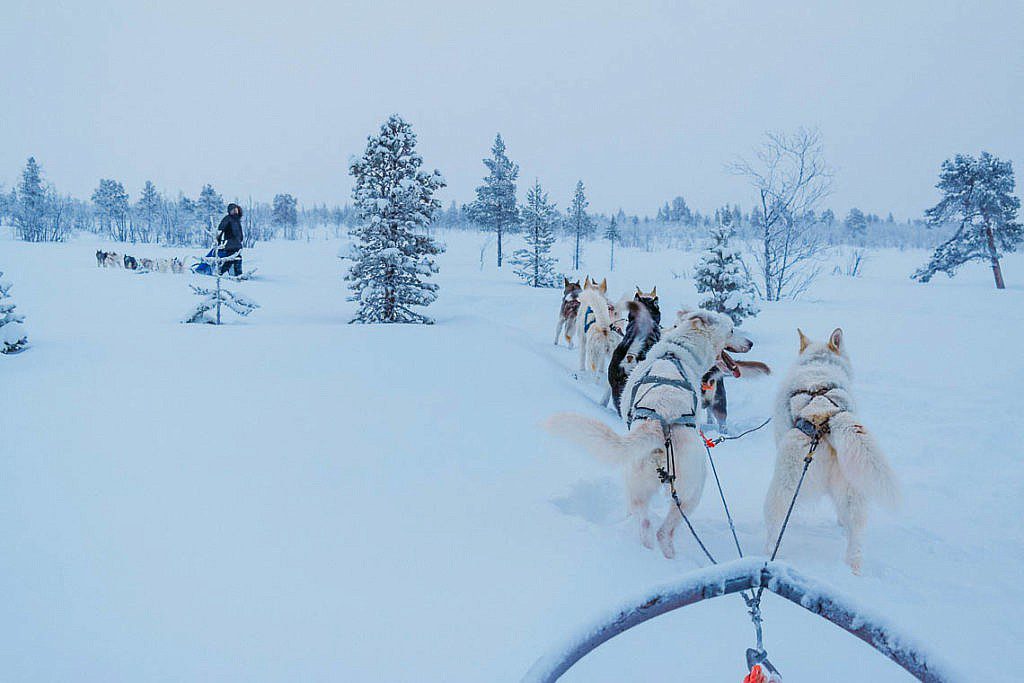 Hundeschlittentour in Lappland