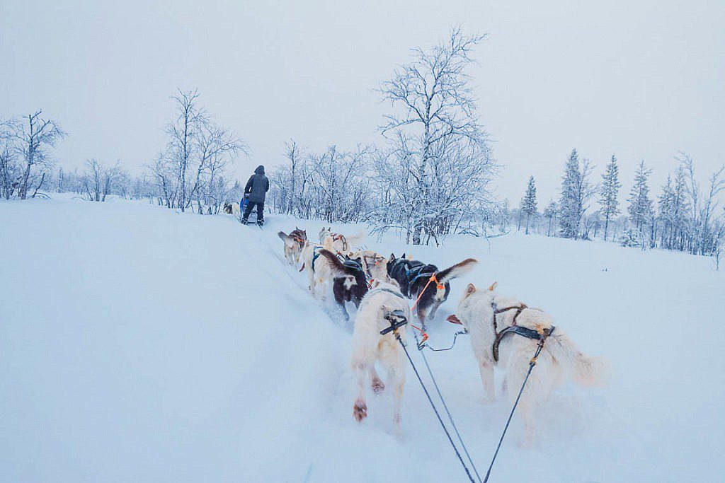 Hundeschlittentour in Lappland