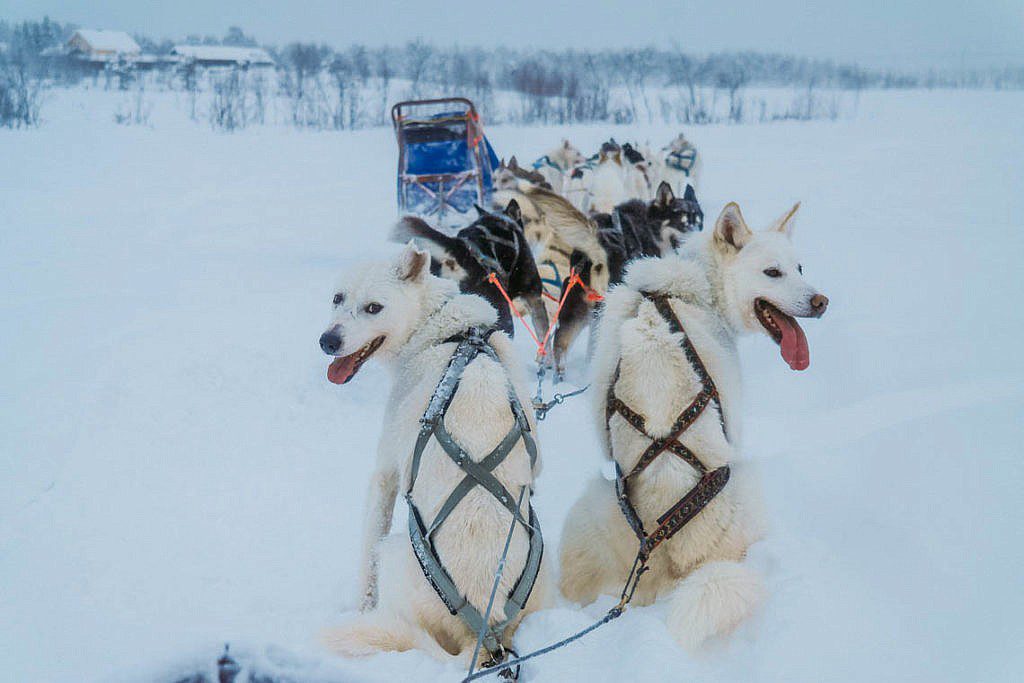 Hundeschlittentour in Lappland