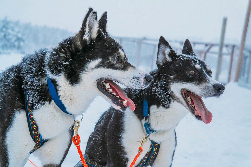 Hundeschlittentour in Lappland