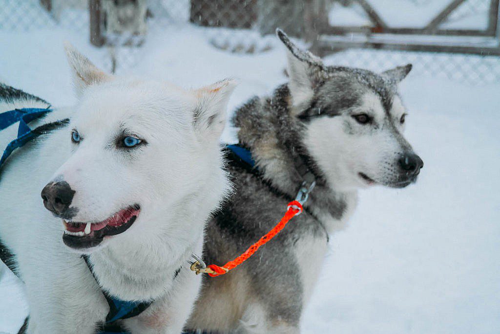 Hundeschlittentour in Lappland