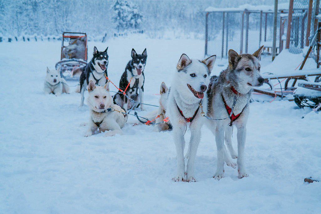 Hundeschlittentour in Lappland