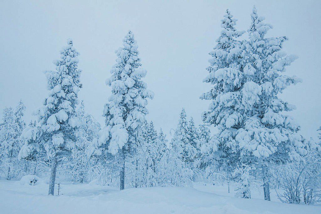 Hundeschlittentour in Lappland