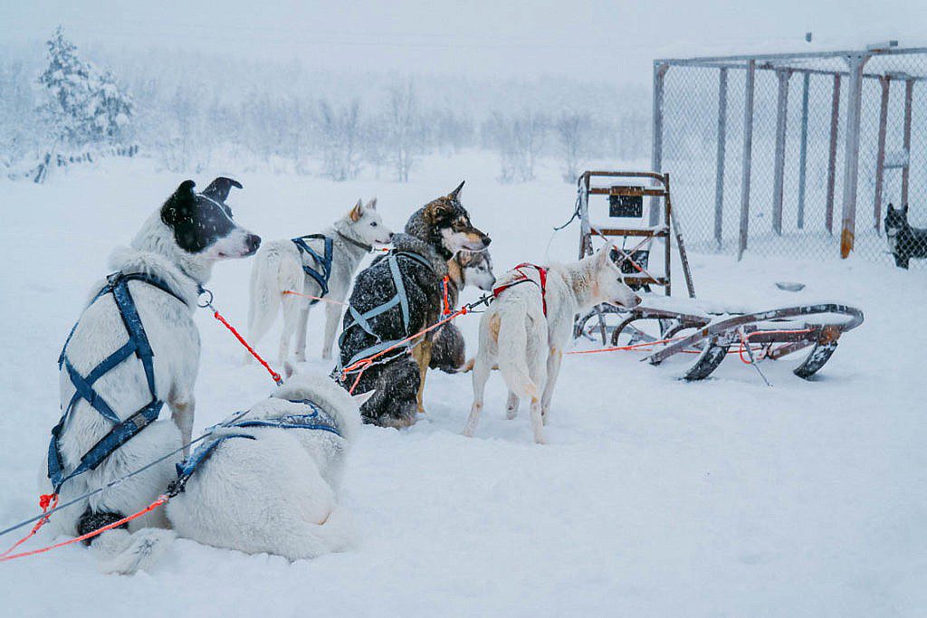 Hundeschlittentour in Lappland