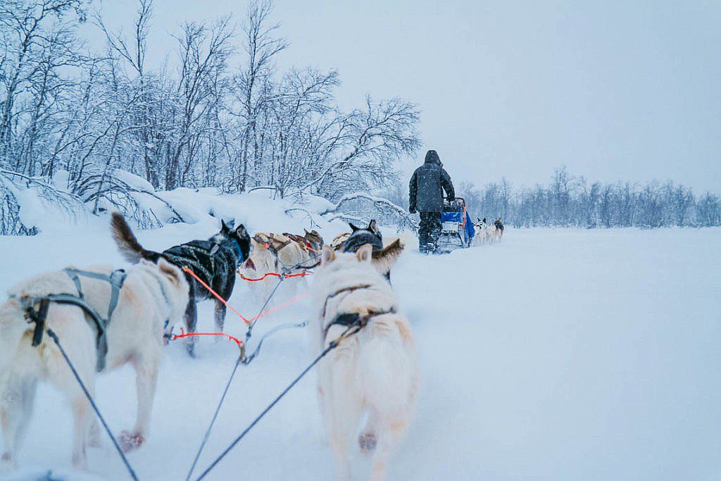 Hundeschlittentour in Lappland