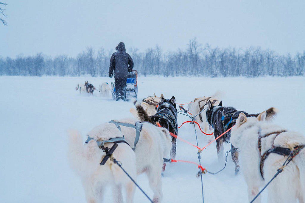 Hundeschlittentour in Lappland