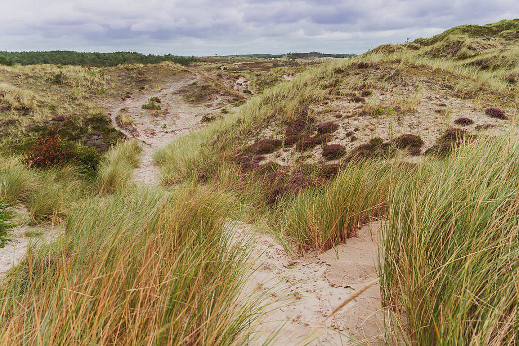 Die abwechslungsreichste Heidewanderung in Holland