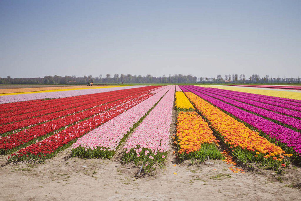 Tulpenroute Flevoland - Radtour ab Elburg