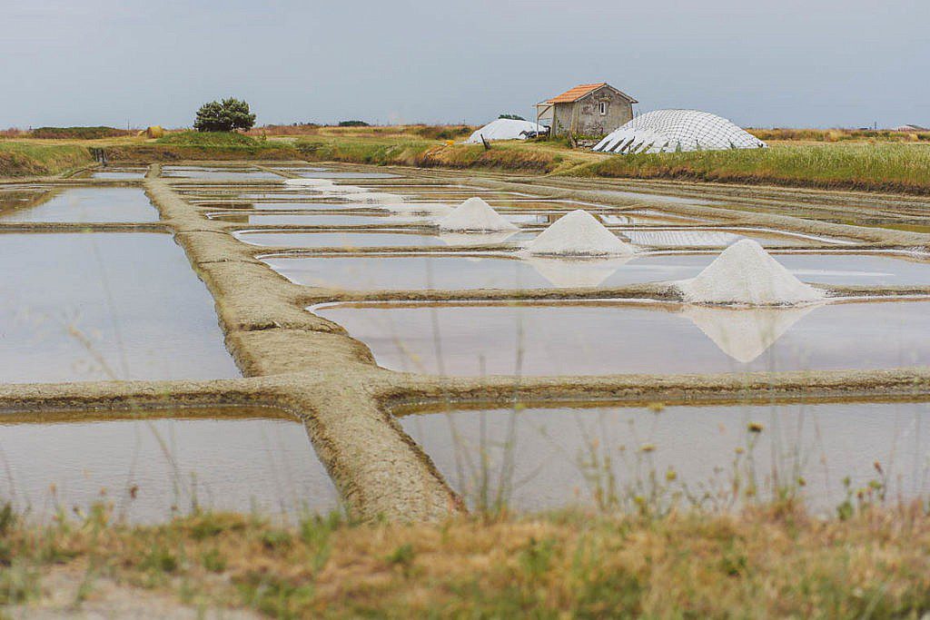 Salzwiesen Noirmoutier