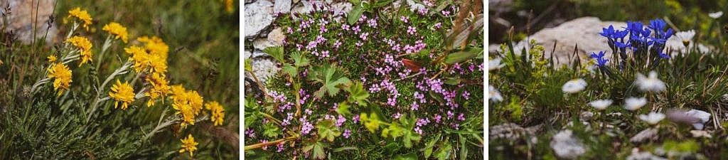 Blumen Bernina Tour