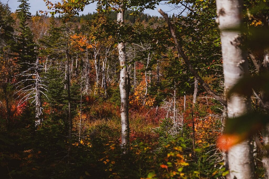 Franey Trail schönste Wanderung Nova Scotia 18