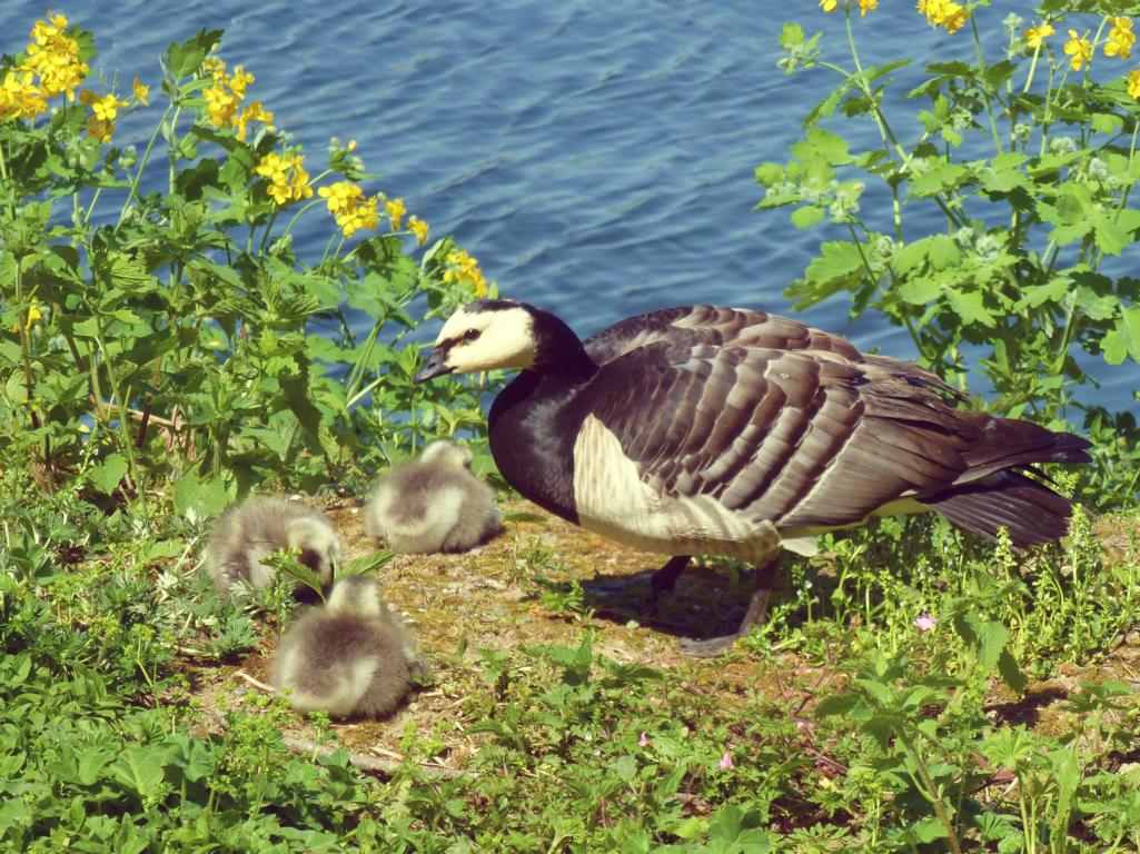 Fjäderholmarna – Idyll in Stockholms Schärengarten5