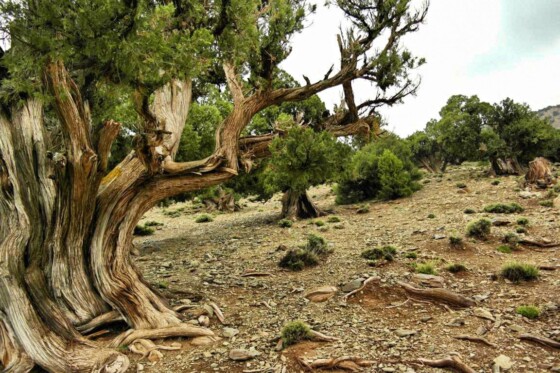 Trekking in Marokko