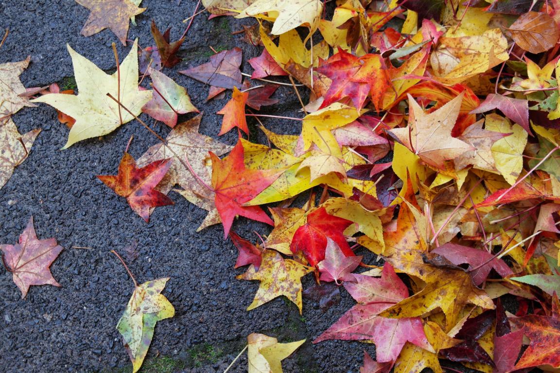 Herbst Bucket List