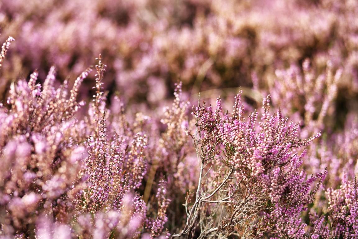Herbst Bucket List