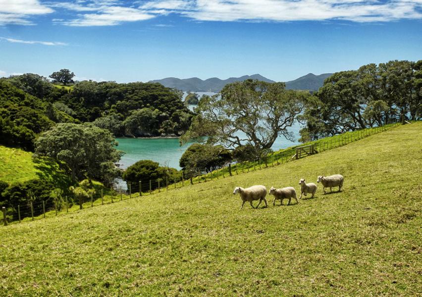 Segeln in der Bay of Islands (24)