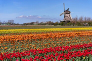 Die schönsten Tulpenfelder von Holland