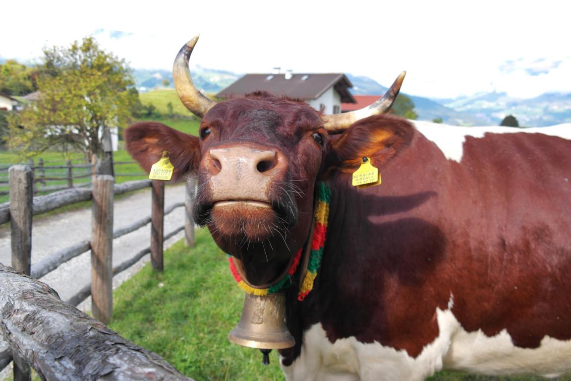 Kurzurlaub in Südtirol - Almabtrieb