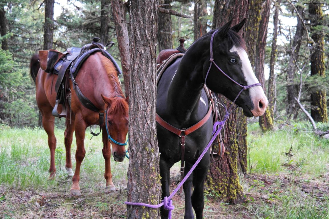 Ausreiten in Kanadas Cowboy Country