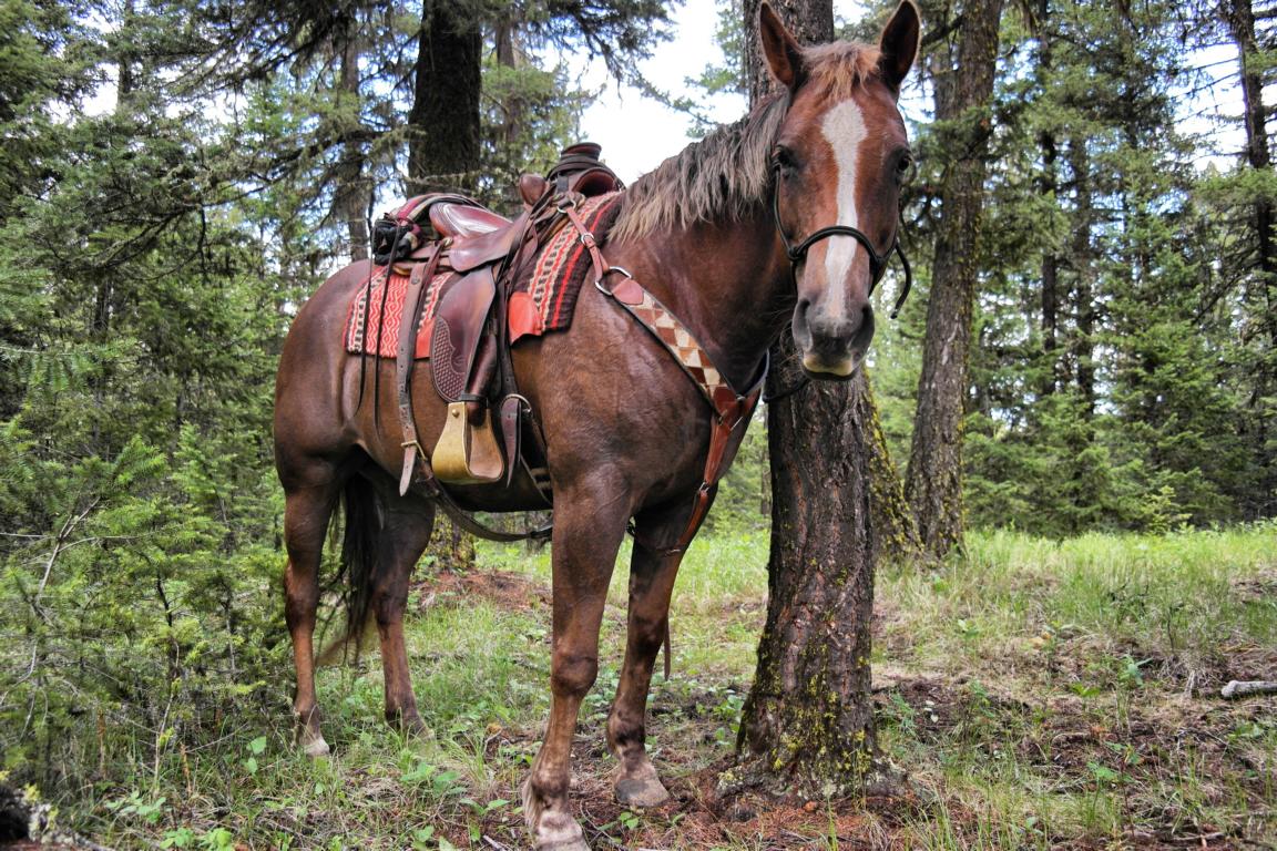 Ranchurlaub in Kanadas Cowboy Country