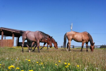 Ranchurlaub in Kanadas Cowboy Country