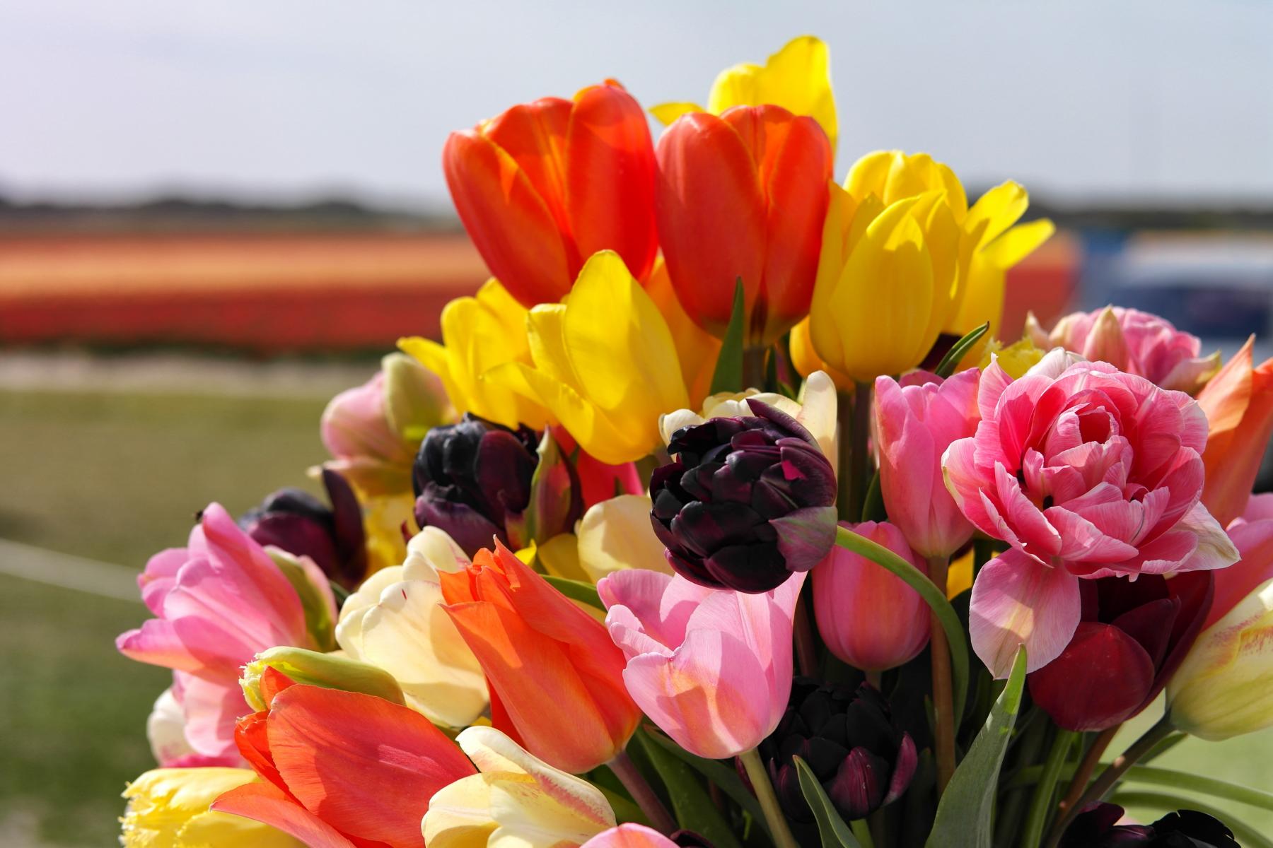 Tulpenblüte in Holland - Bloeiend Zijpe