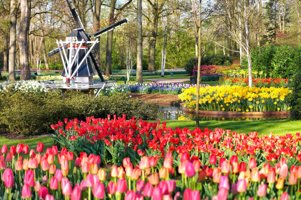 Keukenhof in Lisse - der bekannteste Frühlingsgarten der Welt