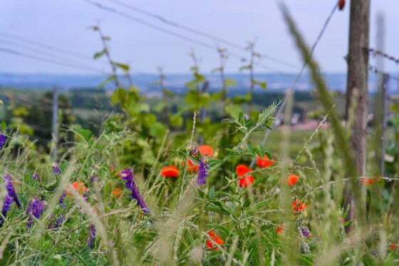 Genusswandern am Rhein Eibinger Weinwanderung