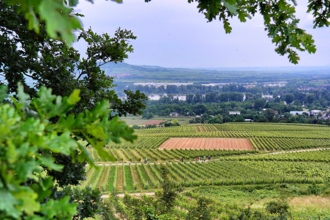 Genusswandern am Rhein Eibinger Weinwanderung