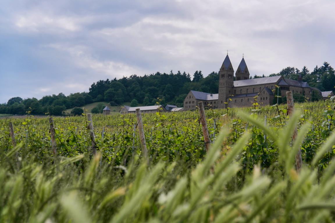 Genusswandern am Rhein Eibinger Weinwanderung