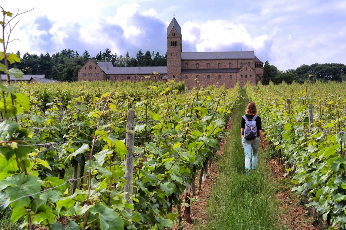 Genusswandern am Rhein Eibinger Weinwanderung