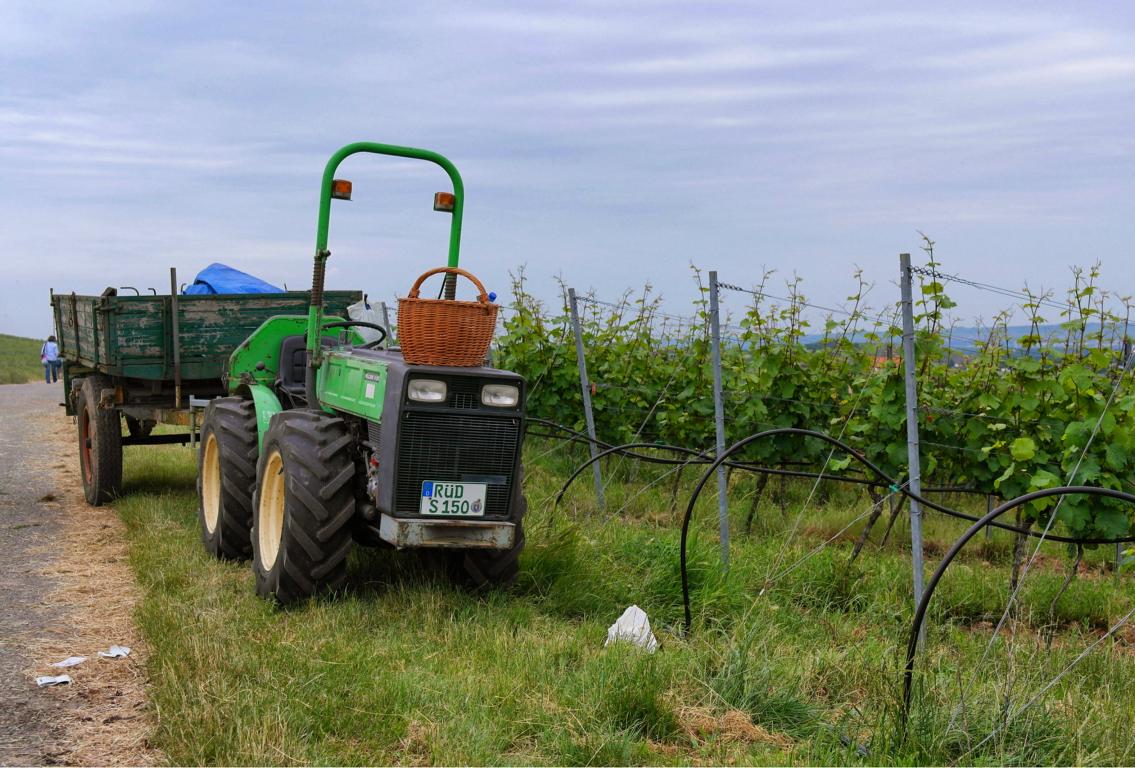 Genusswandern am Rhein Eibinger Weinwanderung (4)