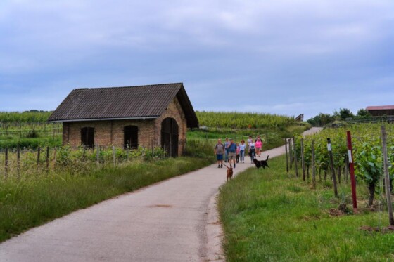 Genusswandern am Rhein Eibinger Weinwanderung