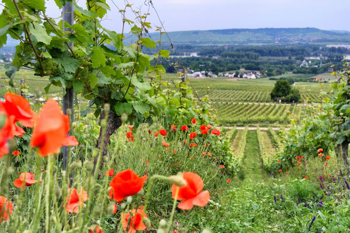 Genusswandern am Rhein Eibinger Weinwanderung