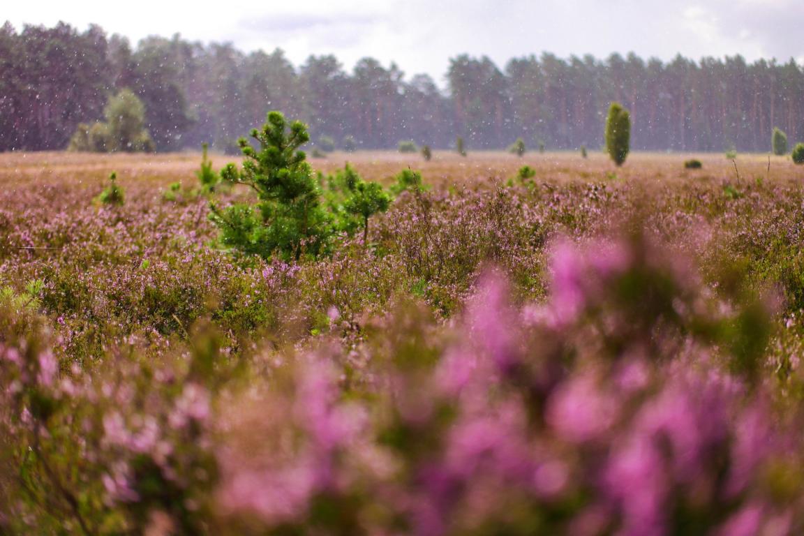 Deutschlands schönste Heide-Wanderung Der Heidschnuckenweg in der Lüneburger Heide