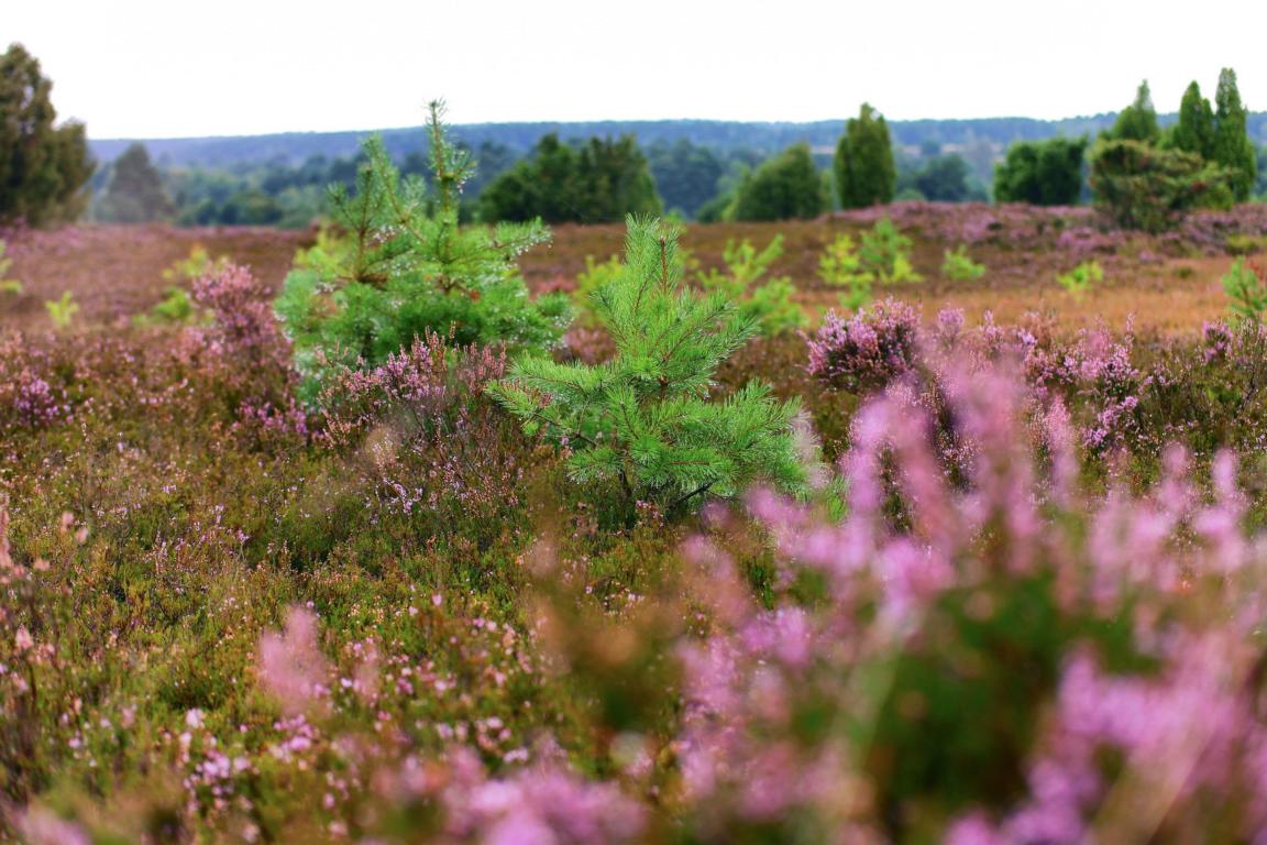 Deutschlands schönste Heide-Wanderung Der Heidschnuckenweg in der Lüneburger Heide 