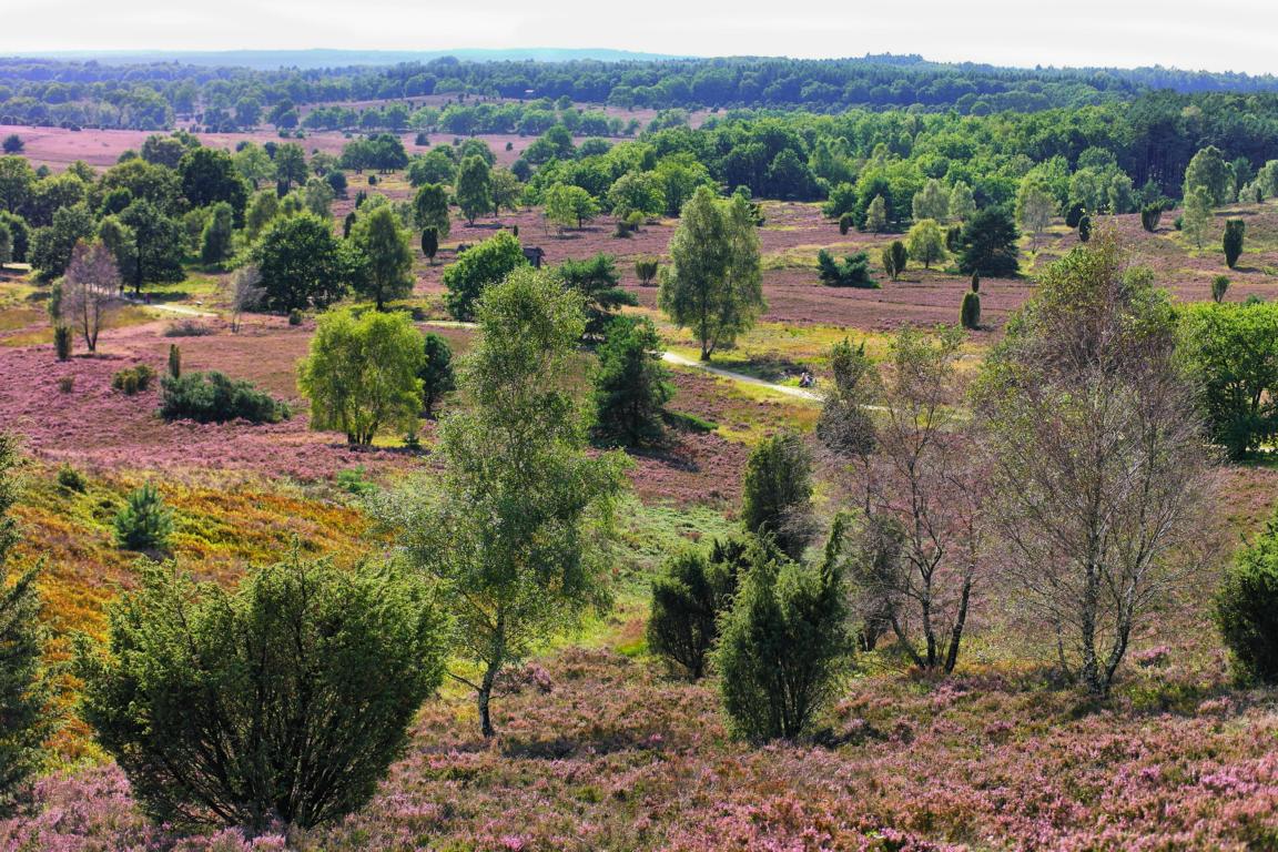 Deutschlands schönste Heide-Wanderung Der Heidschnuckenweg in der Lüneburger Heide